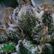 BC Bud Depot Seeds Tuna God